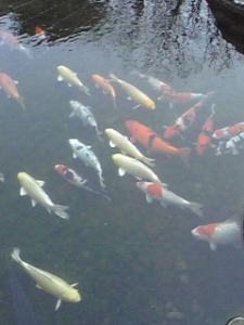 靖國神社の神池庭園の鯉
