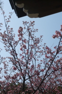 菩提寺の寒桜（撮影：08.03.01）