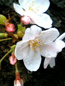 昔の職場に咲いていた桜