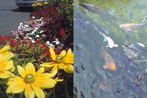 病院構内の池と花壇 08.07.25