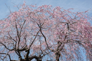 近所の枝垂桜
