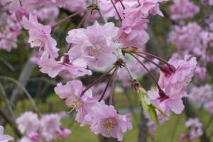 渉成園の枝垂桜
