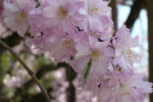 半木の道の枝垂桜