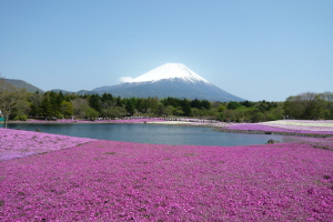 富士本栖湖リゾートの芝桜