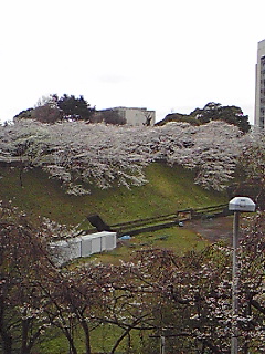 大学病院の桜は満開