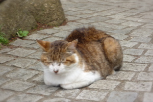江ノ島の猫