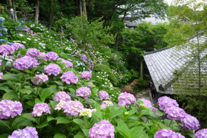 鎌倉長谷寺の紫陽花